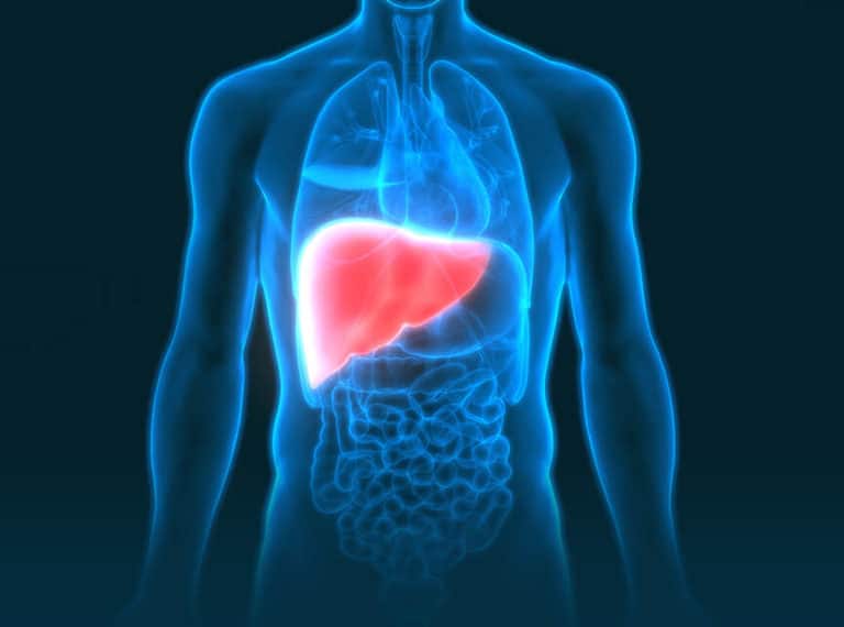 Machine keeps human livers alive for one week outside of the body