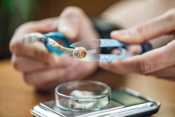Magic mushroom experiences among people with bipolar disorder
